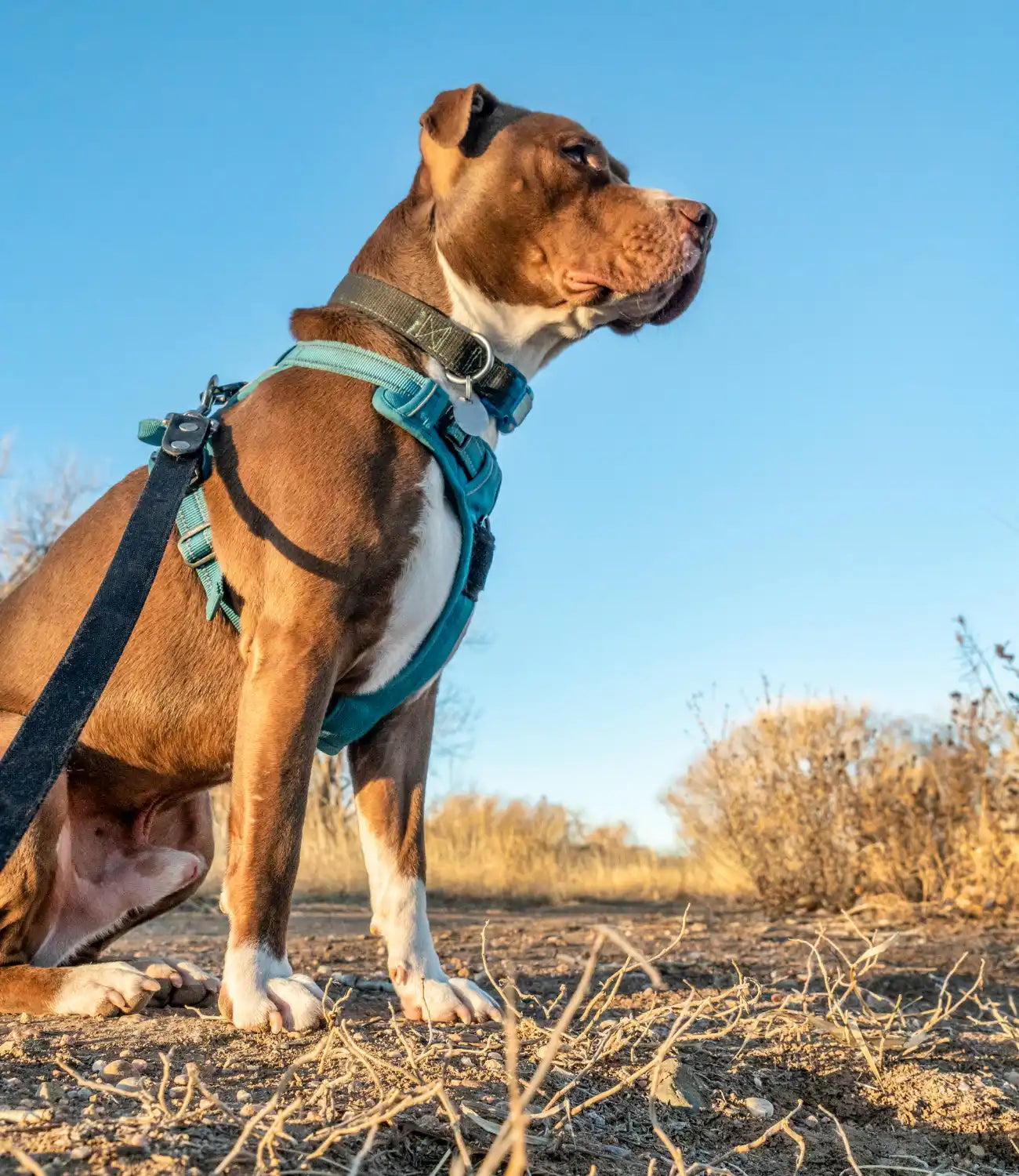 Bruine en witte pitbull met een blauwe harnas.