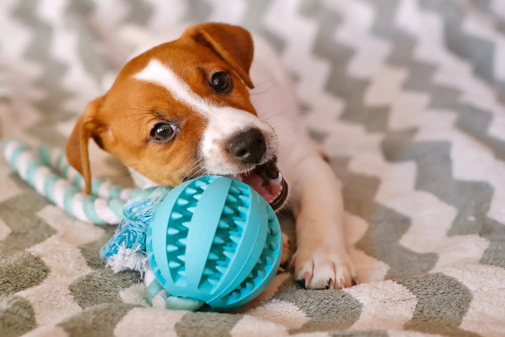 Bruine en witte puppy die op blauw speelgoed kauwt.