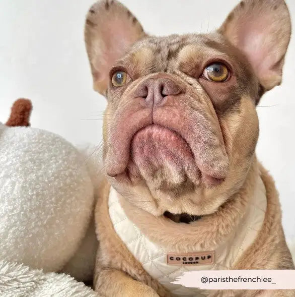 Cocopup London Hondenharnas Quilted S — Beige