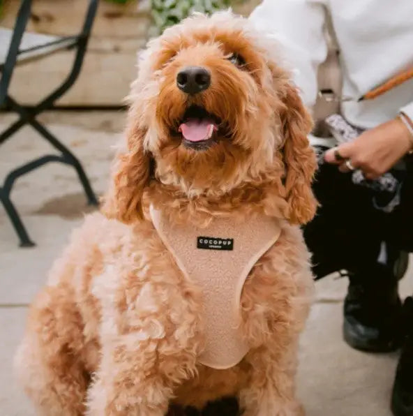 Cocopup London Hondenharnas Teddy Rupert XS — Beige