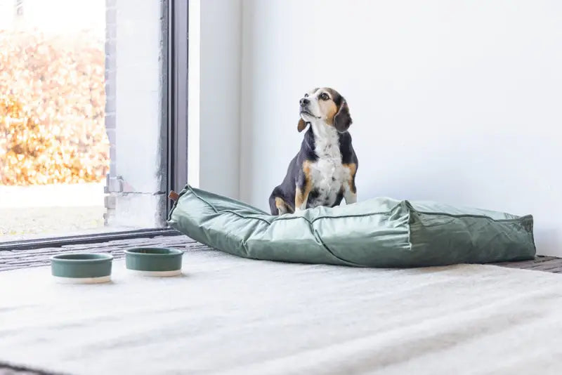 Designed by Lotte Hondenkussen Nalino — Groen - BEDDEN/MANDEN/KUSSENS