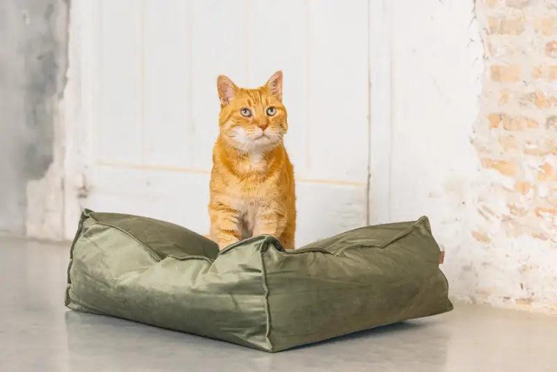 Designed by Lotte Kattenkussen Velveti — Groen - BEDDEN/MANDEN/KUSSENS