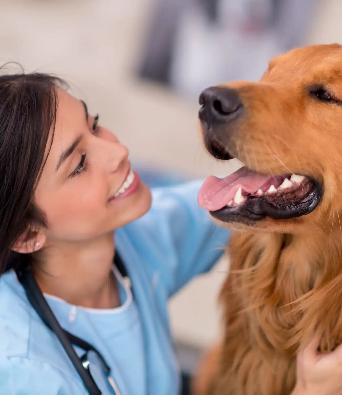 Dierenarts onderzoekt golden retriever.