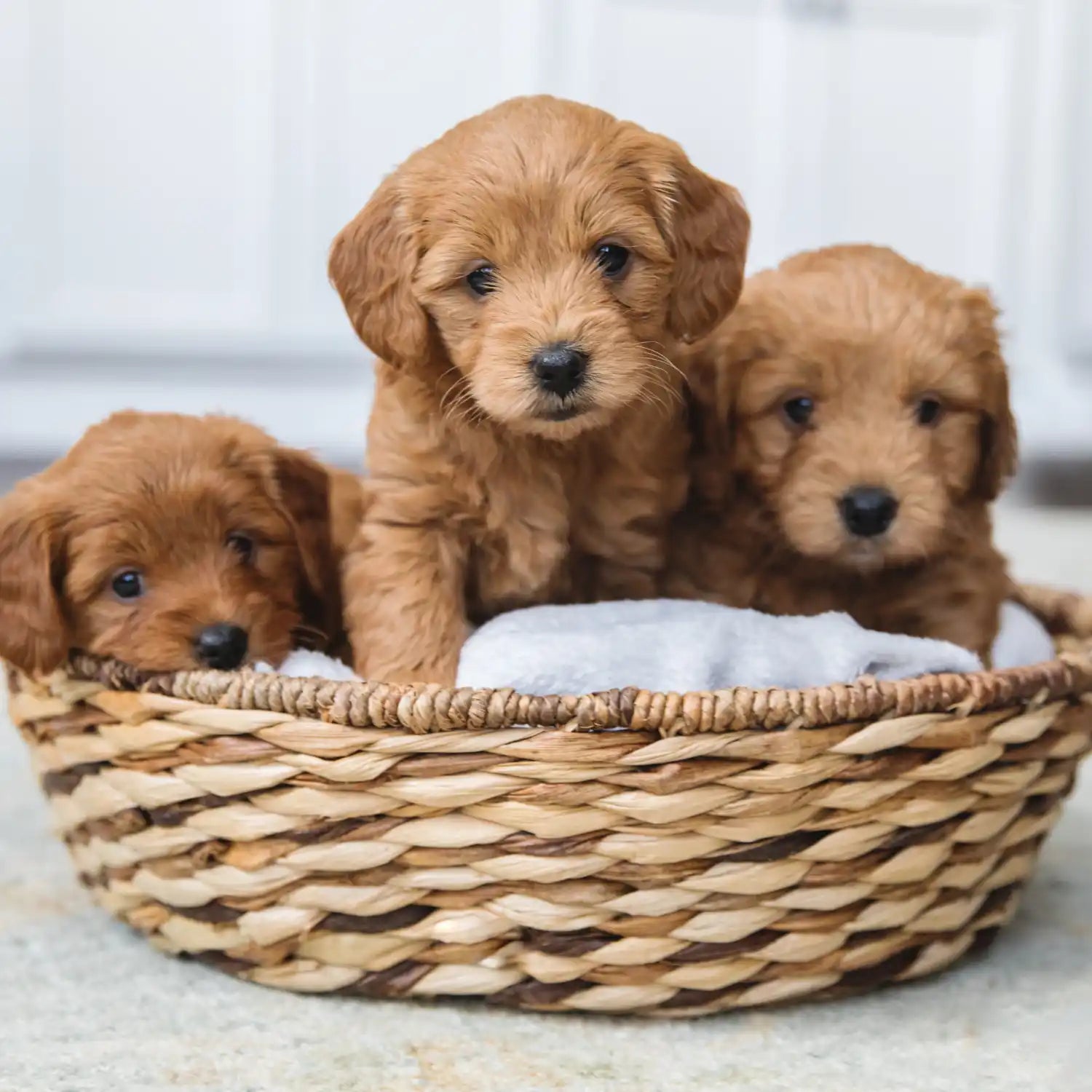 Drie pluizige bruine puppy's in een geweven mand.
