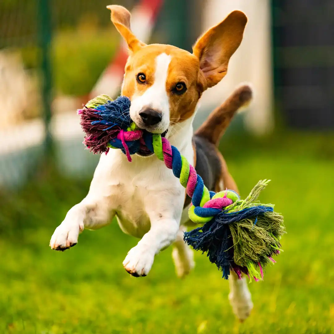 Energieke beagle met touwspeelgoed.
