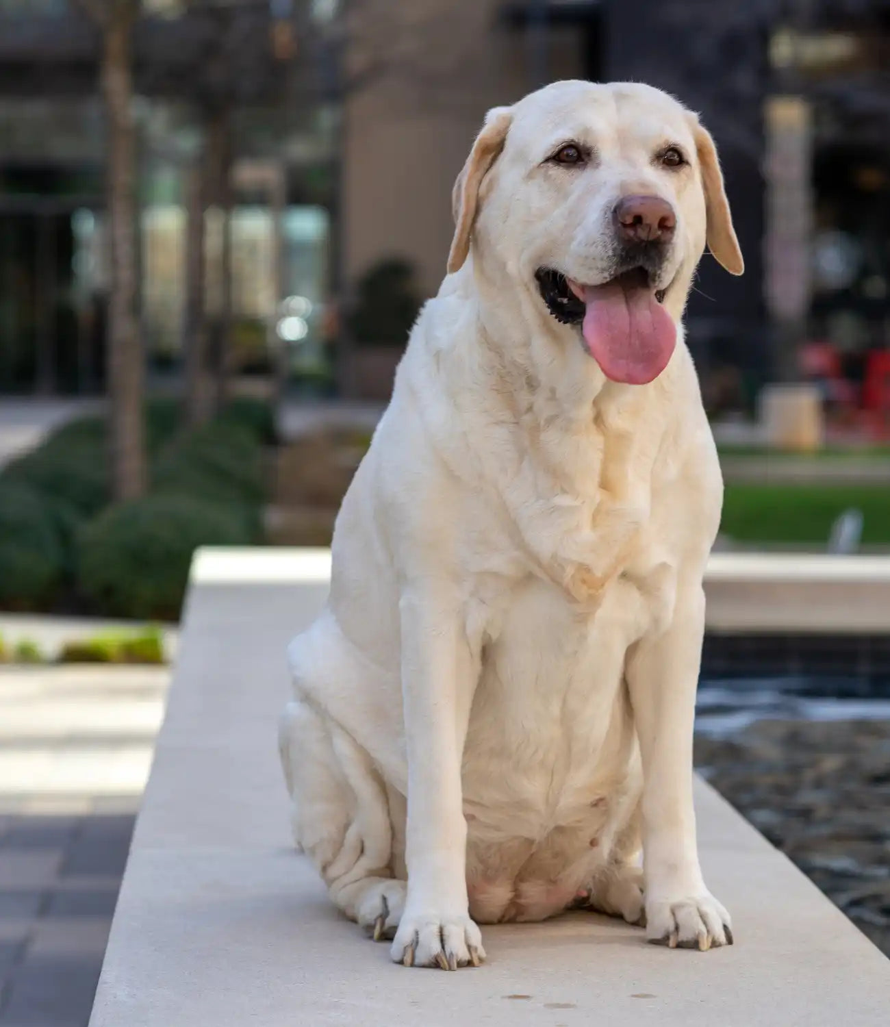 Geel labrador retriever zit.