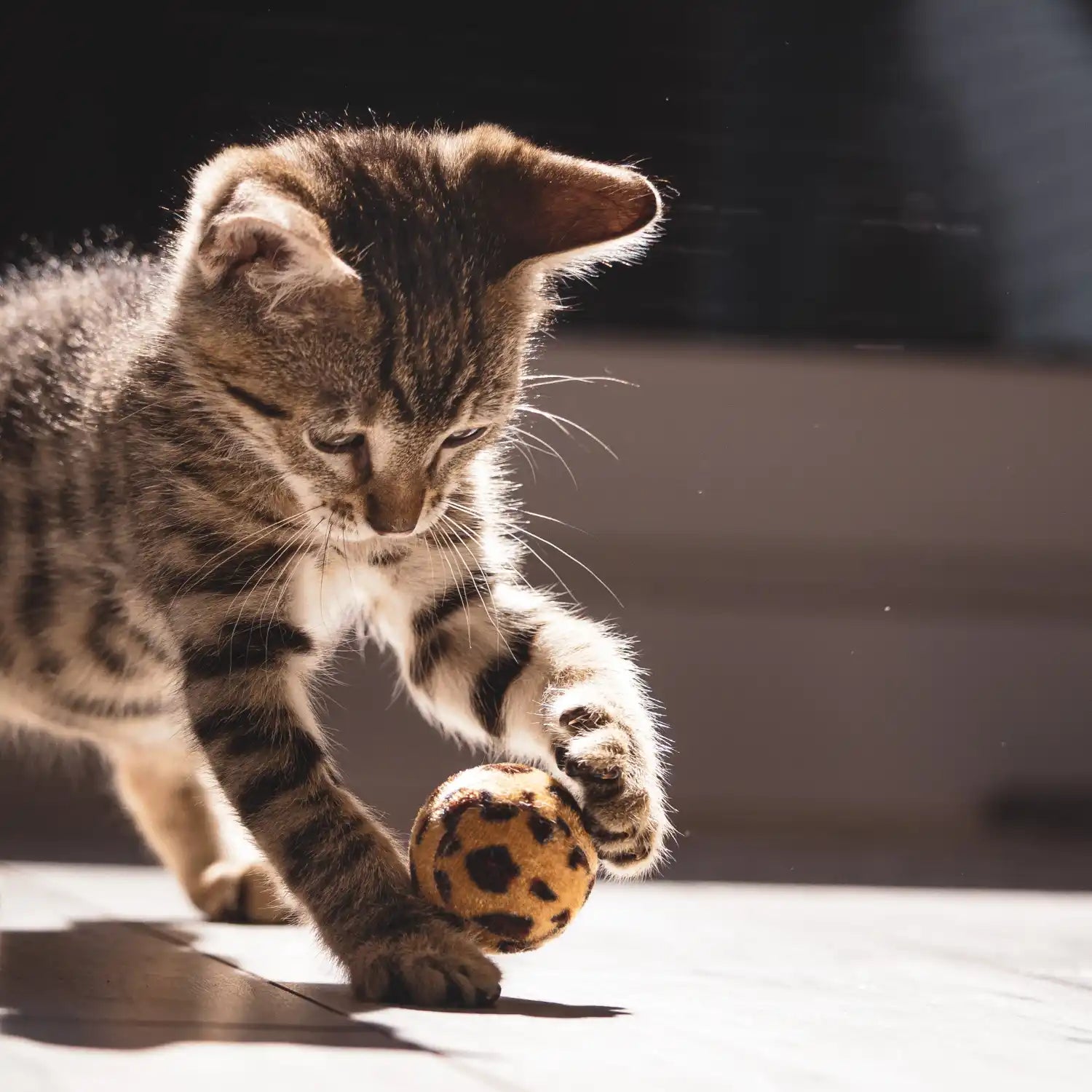 Gestreepte kitten speelt met gevlekte bal.