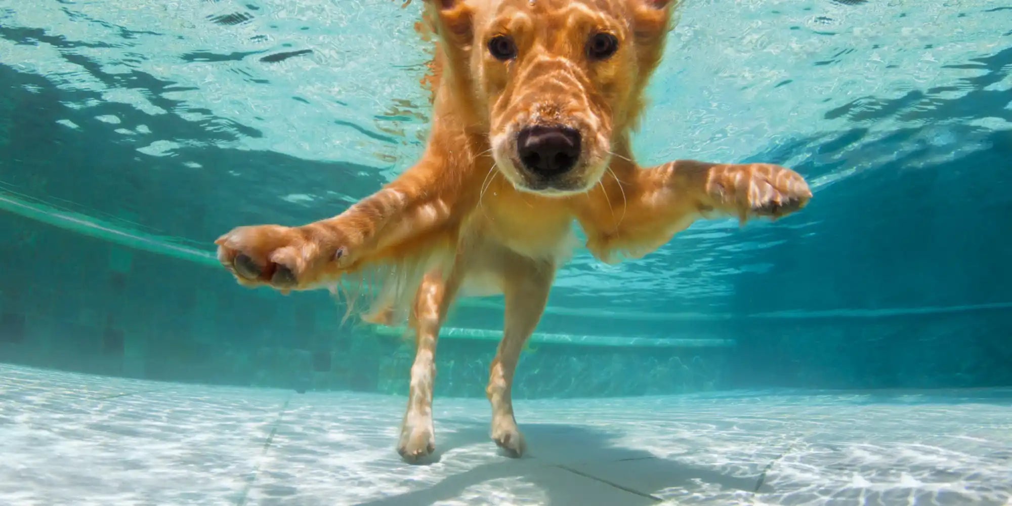 Gouden retriever onder water zwemmen.