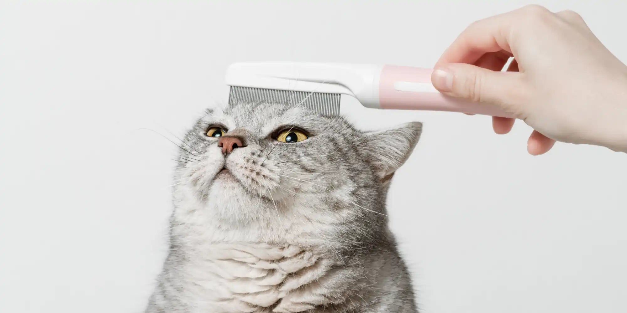 Grijze tabby kat wordt gekamd.