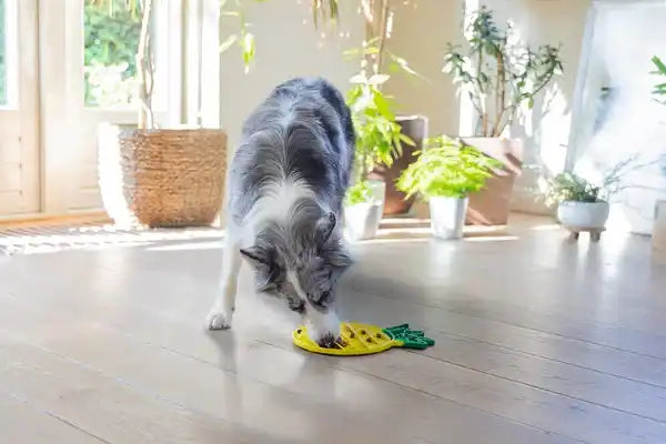 Hond eet uit een ananasvormige puzzelvoeder.