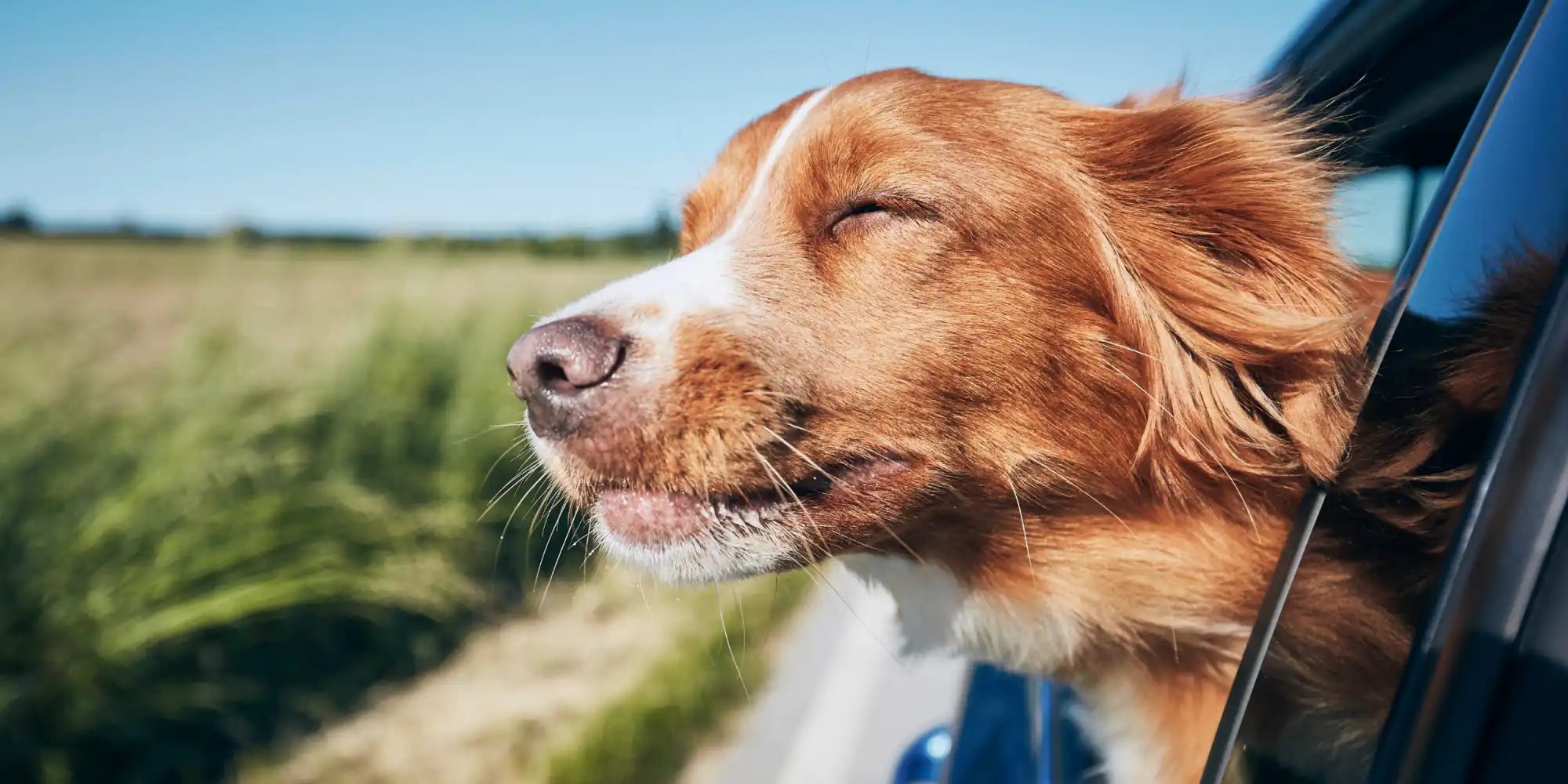 Hond geniet van autorit.