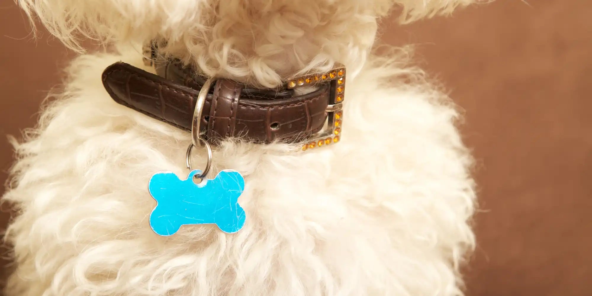Honden leren halsband in bruin met een blauwe botvormige tag.