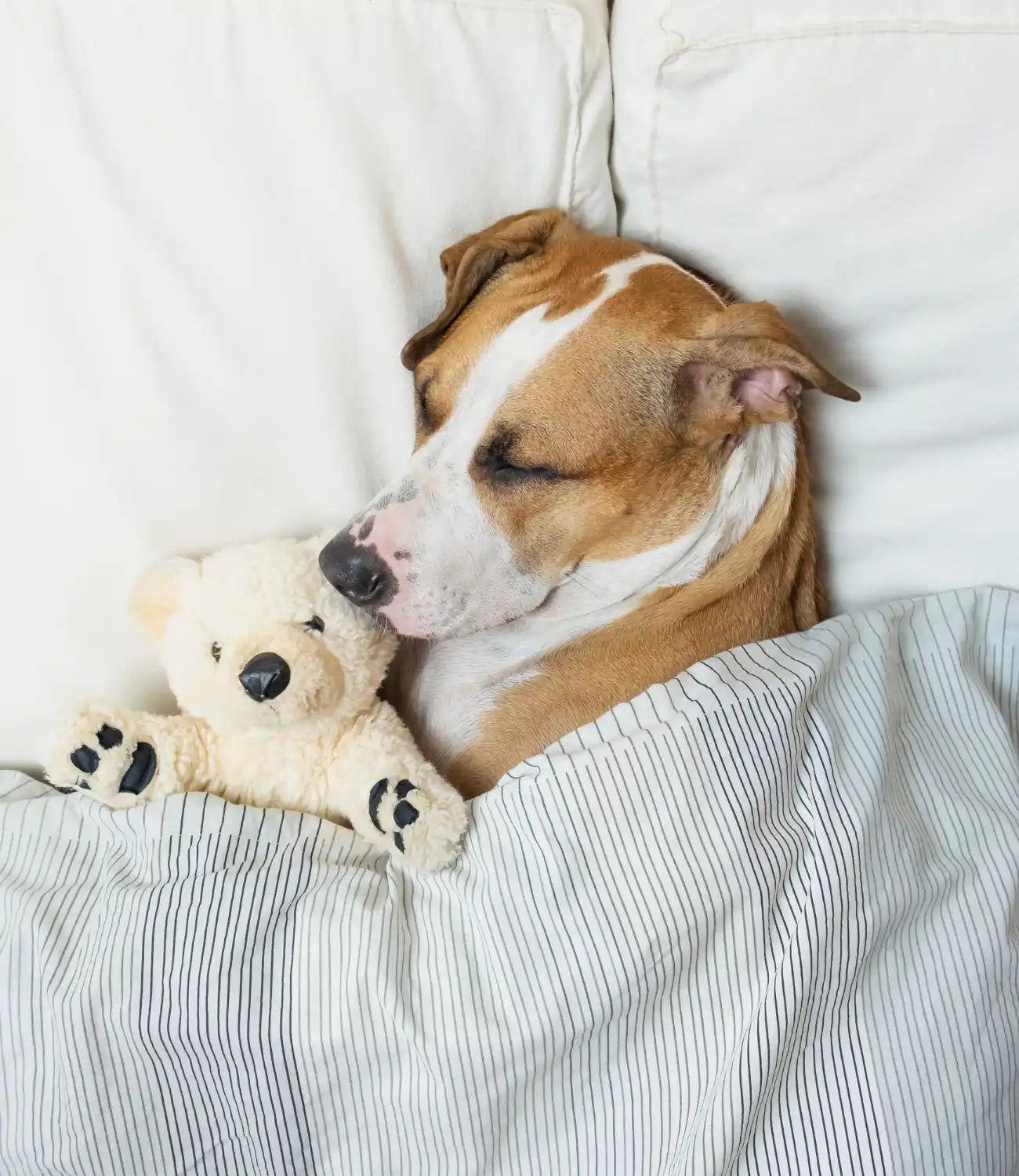 slapende hond met teddybeer.