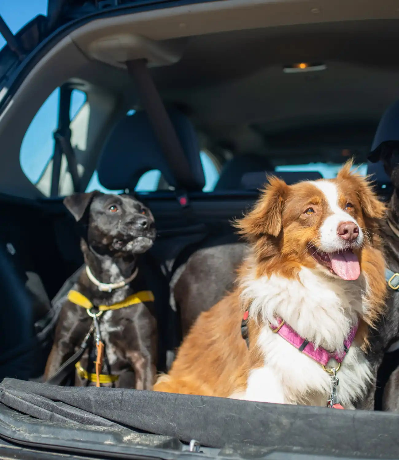 Honden in een kofferbak.