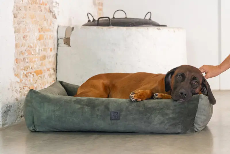 Hondenmand Yndis — Groen - BEDDEN/MANDEN/KUSSENS