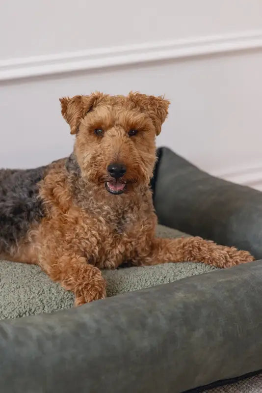 Hondenmand Yndis — Groen - BEDDEN/MANDEN/KUSSENS