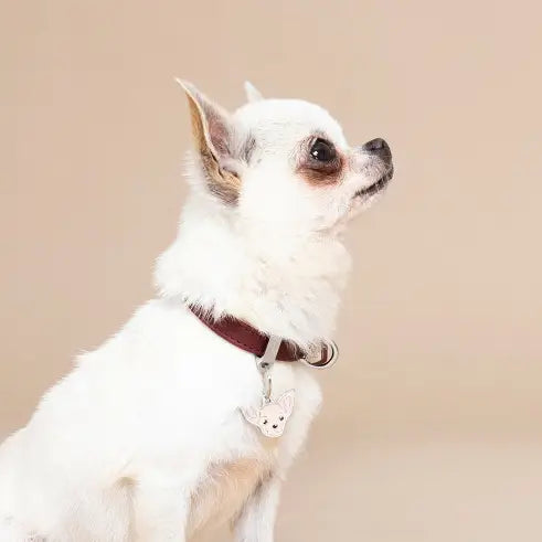 Hondenpenning Cream Chihuahua - Hondenpenning