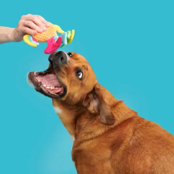 Hondenspeelgoed Pluche Bark Ahi Tina Regenboog Vis - SPEELGOED