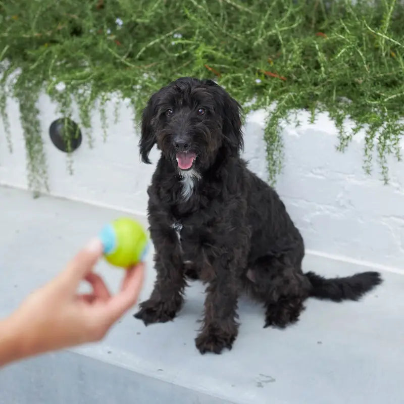 Kazoo – Extreme Play Dog DuraBall Small - SPEELGOED