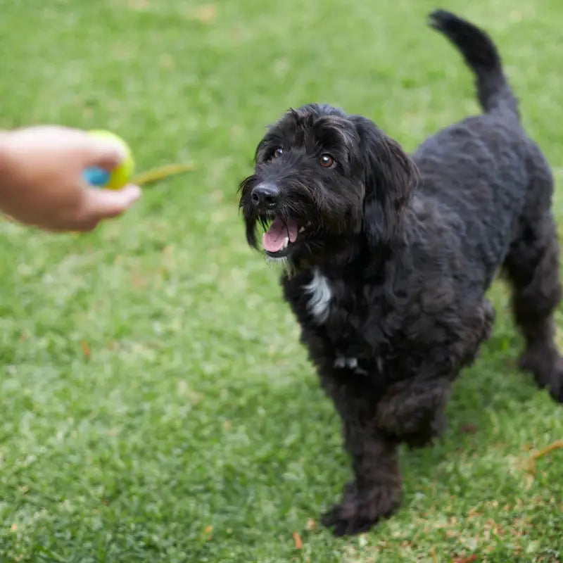 Kazoo – Extreme Play Dog DuraBall Small - SPEELGOED