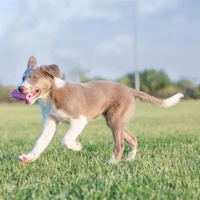 Kong Puppy Teething Stick Assorti