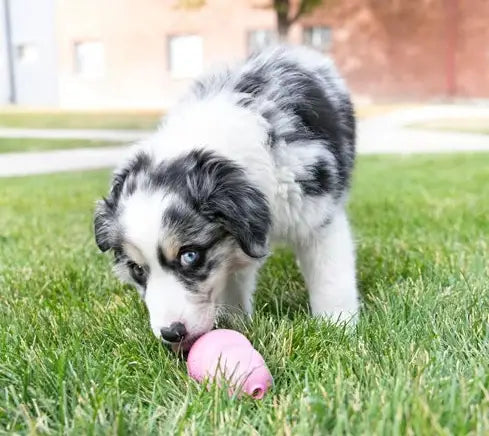 KONG Puppy XS — Roze - SPEELGOED