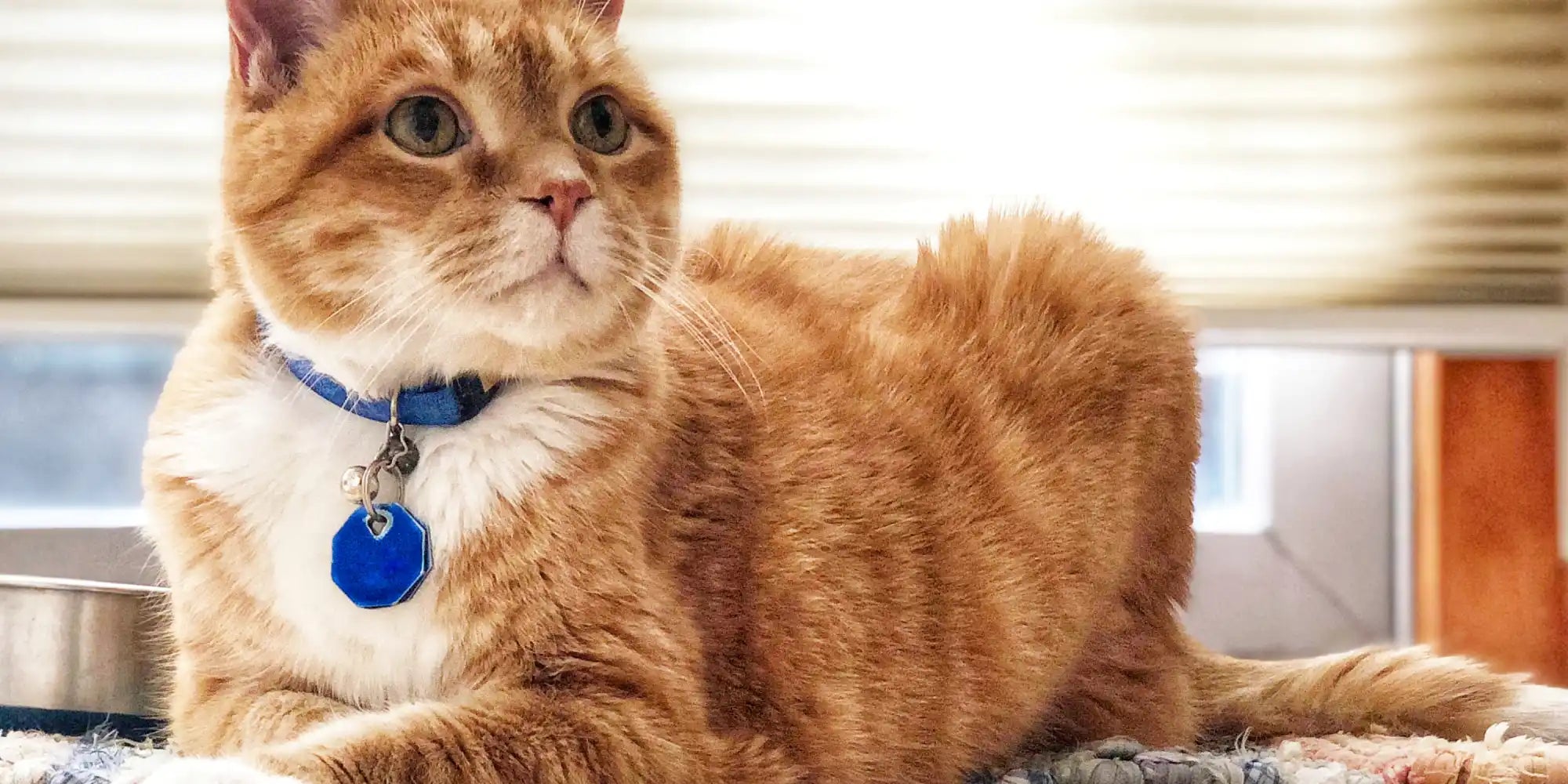 Oranje tabby kat met blauwe halsband.