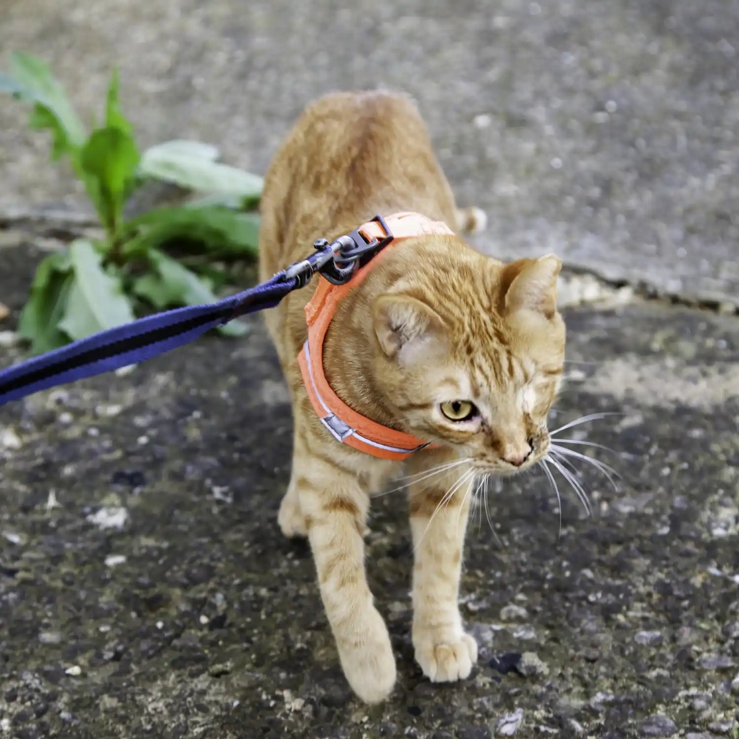 Oranje tabby kat aan de lijn.