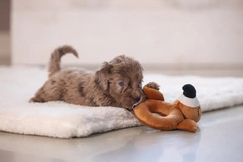 Pluche Puppy Rammelaar Flamy - SPEELGOED