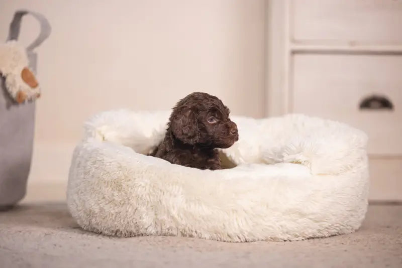 Puppy Hondenmand Kiki — Crème - BEDDEN/MANDEN/KUSSENS