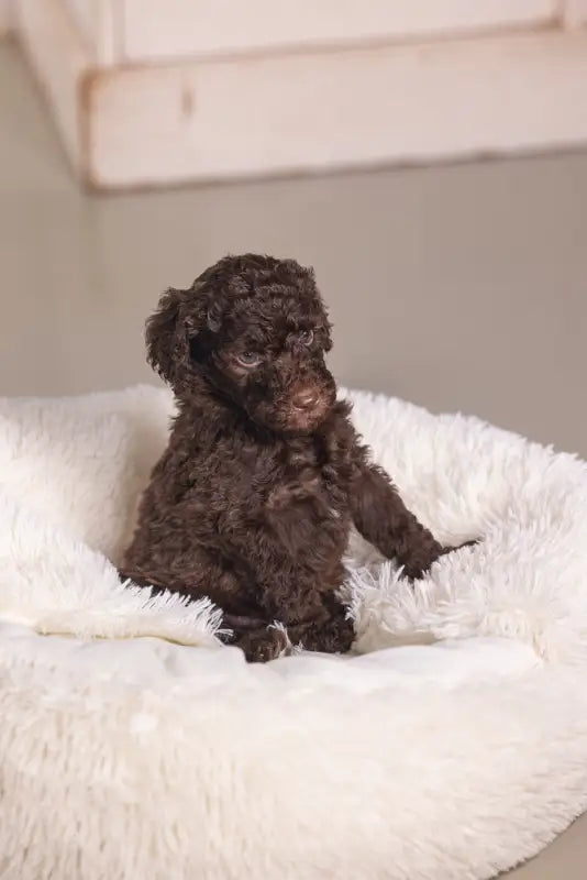 Puppy Hondenmand Kiki — Crème - BEDDEN/MANDEN/KUSSENS