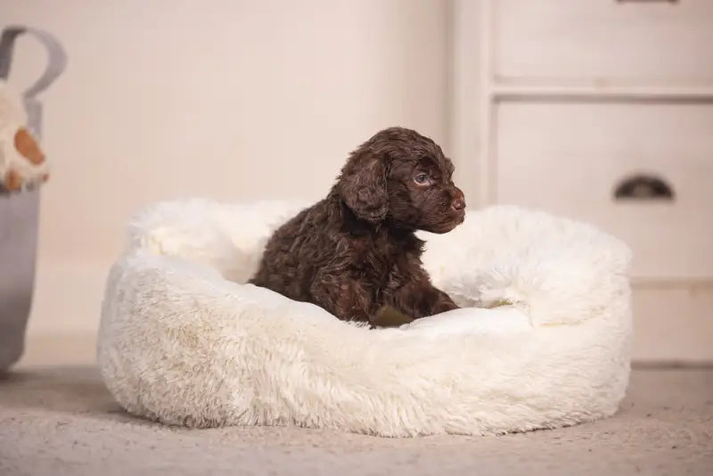 Puppy Hondenmand Kiki — Crème - BEDDEN/MANDEN/KUSSENS