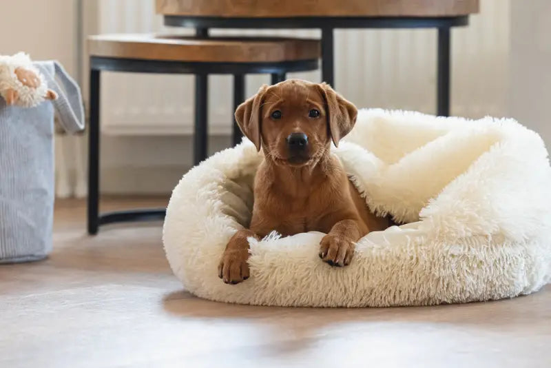 Puppy Hondenmand Kiki — Crème - BEDDEN/MANDEN/KUSSENS