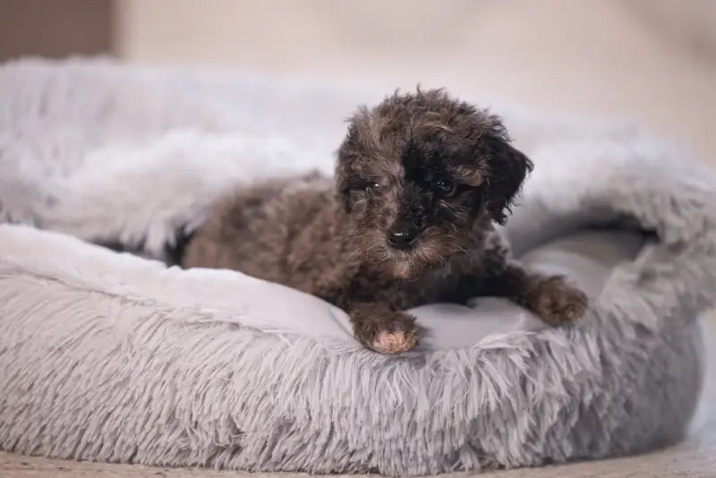 Puppy Hondenmand Kiki — Grijs - BEDDEN/MANDEN/KUSSENS