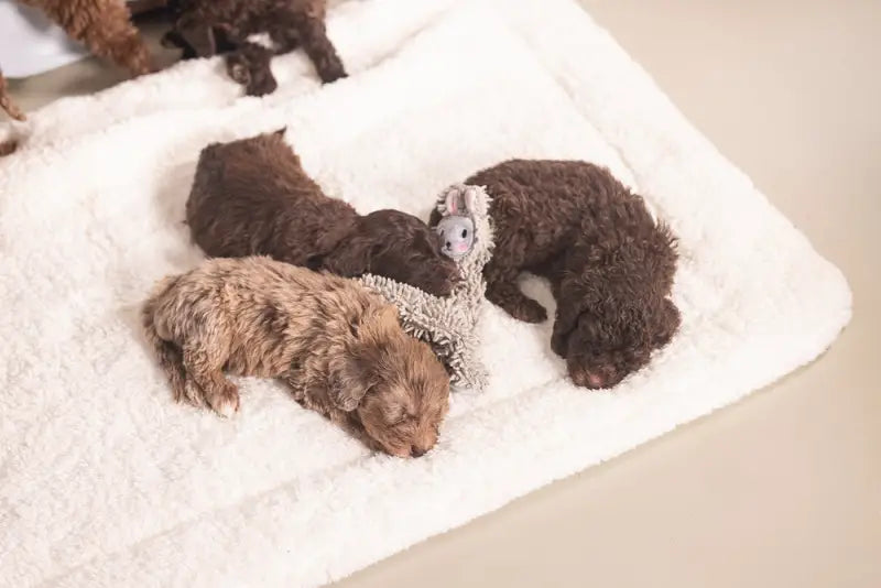 Puppy Knuffellap Konijn An - SPEELGOED