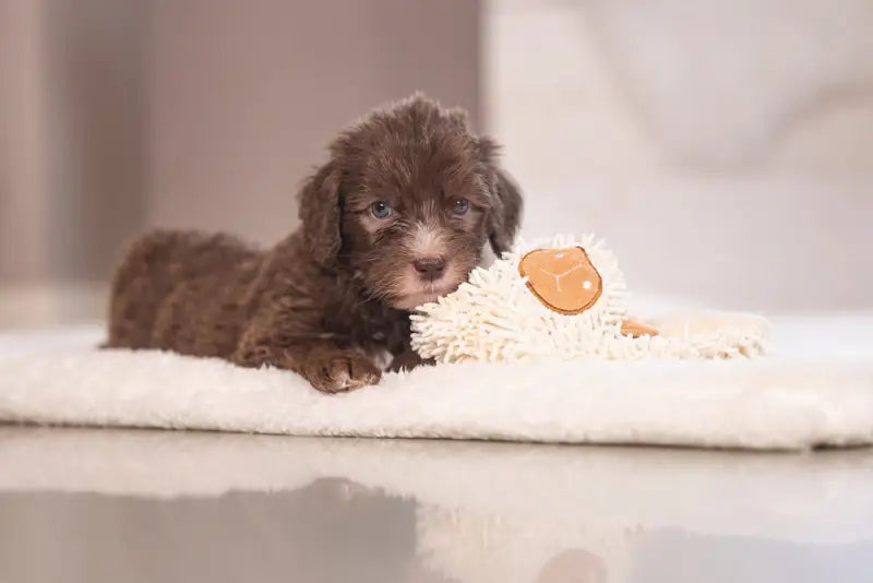Puppy Knuffellap Schaap Lu - SPEELGOED