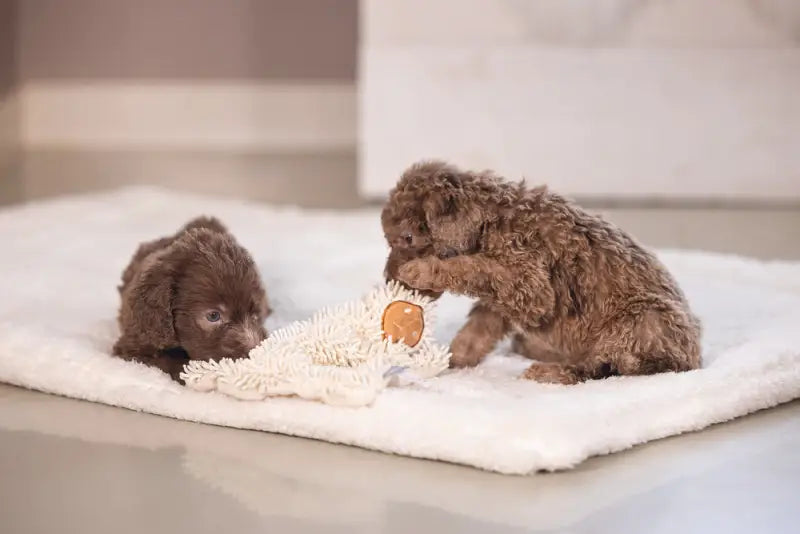 Puppy Knuffellap Schaap Lu - SPEELGOED