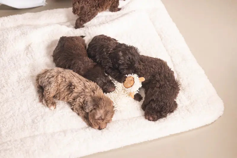 Puppy Knuffellap Schaap Lu - SPEELGOED