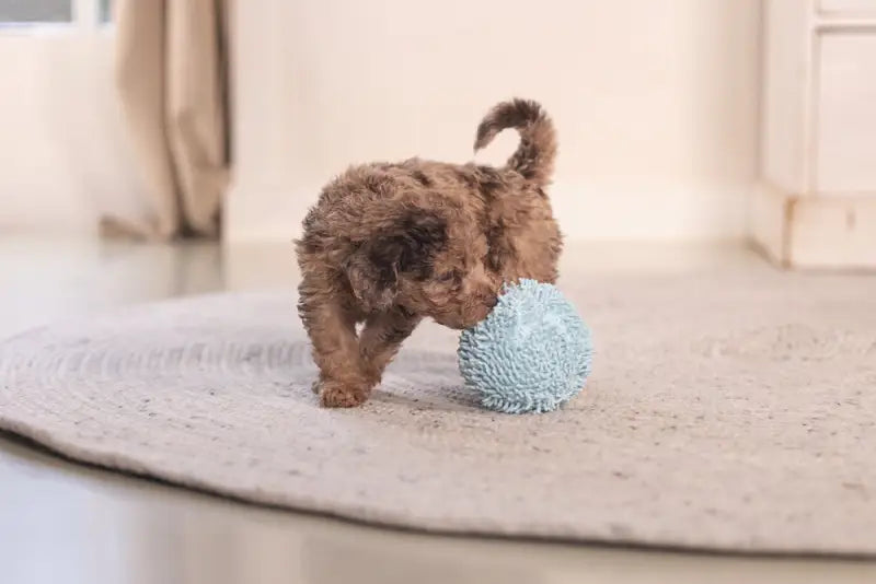 Puppy Speelgoed Bal Lily - SPEELGOED