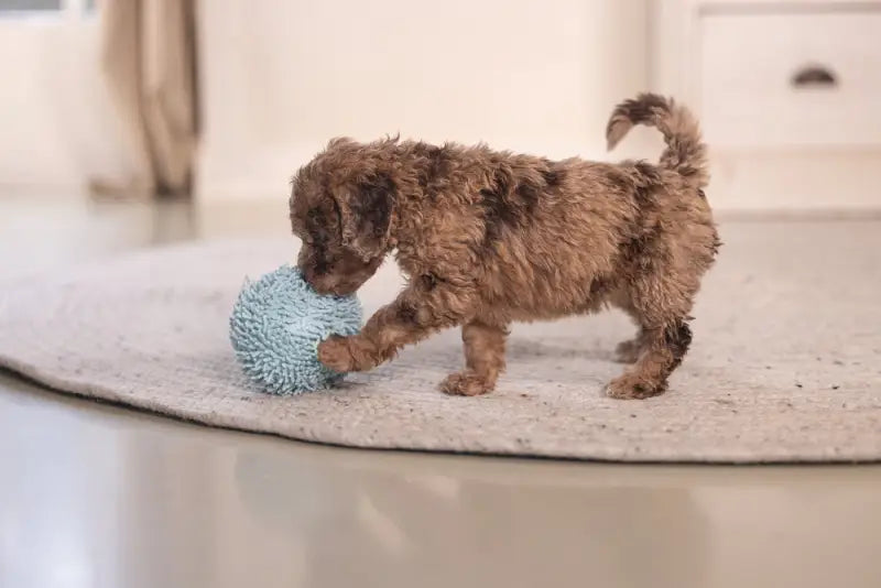 Puppy Speelgoed Bal Lily - SPEELGOED