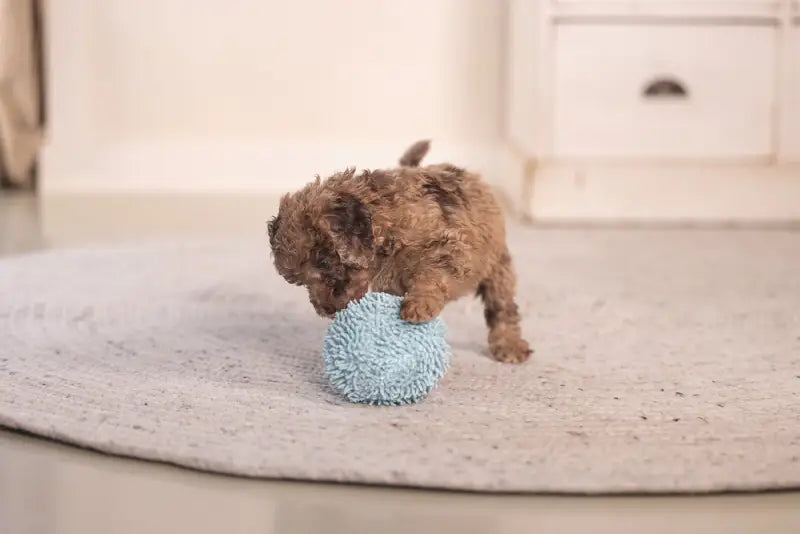 Puppy Speelgoed Bal Lily - SPEELGOED