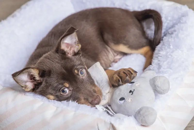 Puppy Speelgoed Canina - SPEELGOED