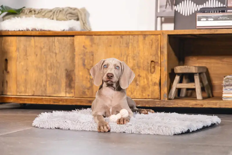 Rubber Puppy Dental Halter — Roze - SPEELGOED