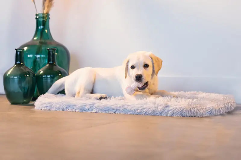 Rubber Puppy Dental Halter — Roze - SPEELGOED