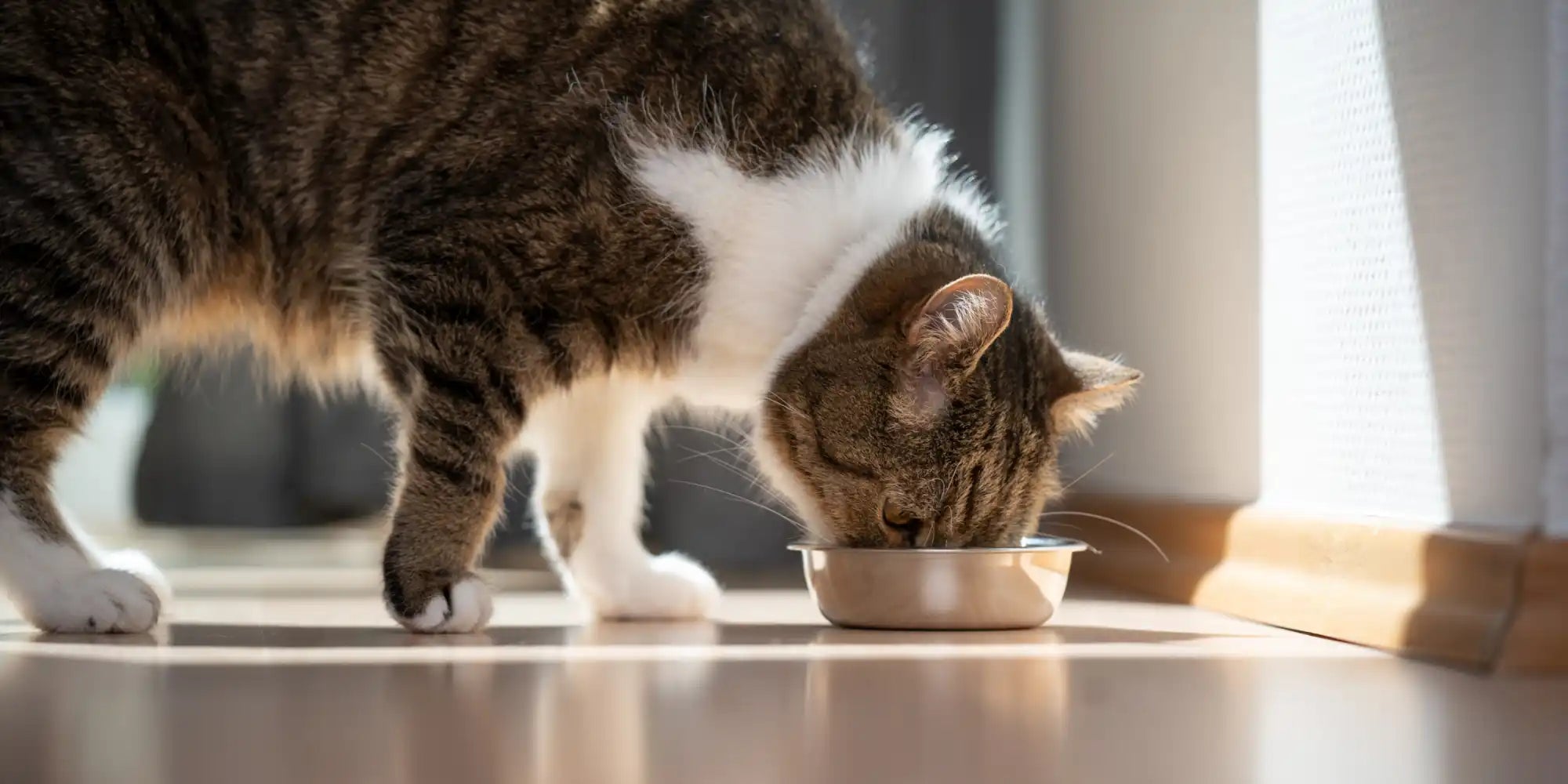 Tabby kat aan het eten.