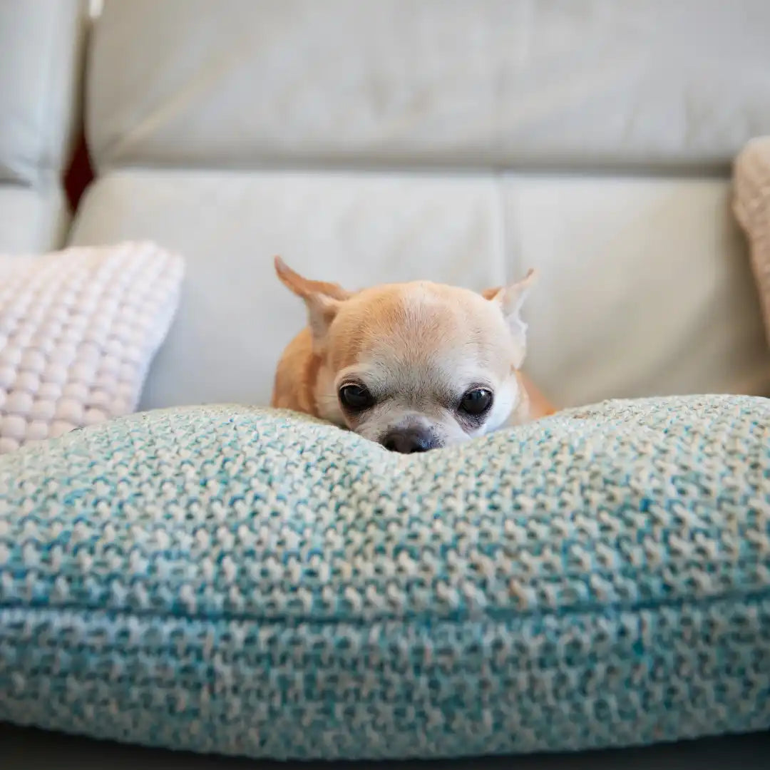 Tan chihuahua die op een kussen rust.