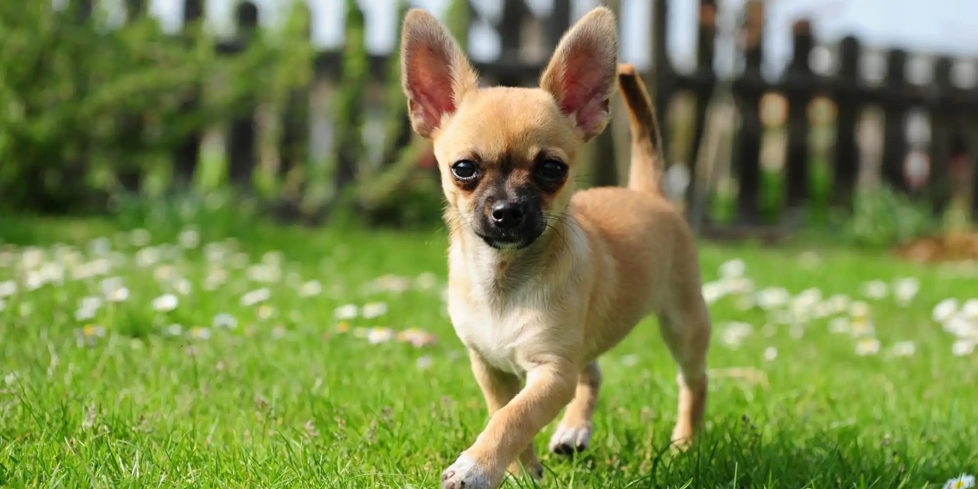 Tan chihuahua puppy.