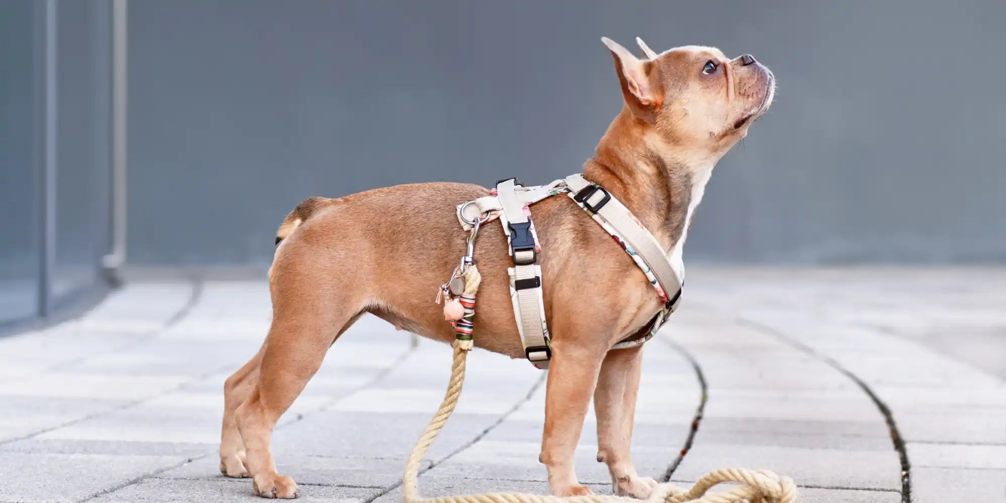 Tan Franse bulldog met een harnas.