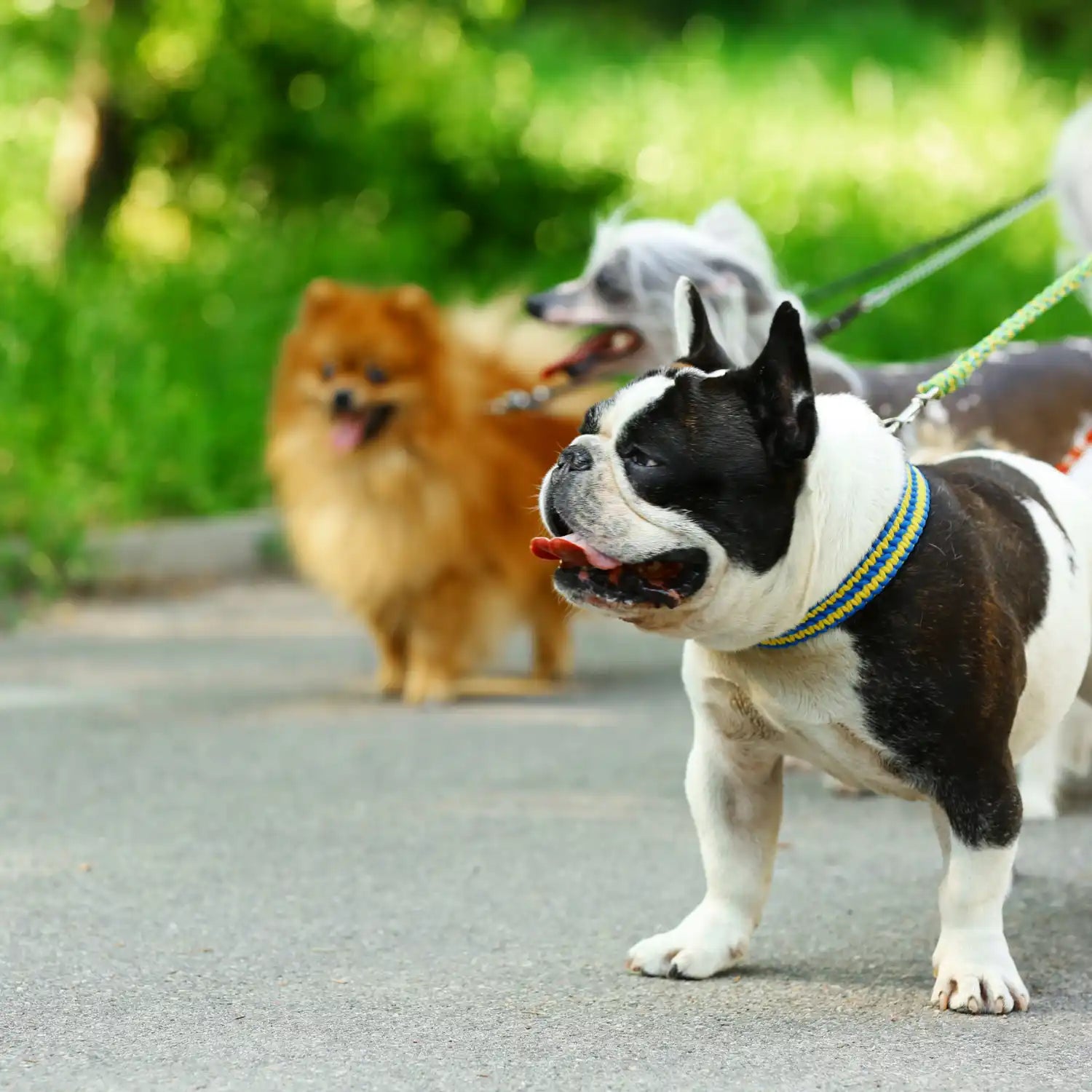 Trio van aangelijnde honden.