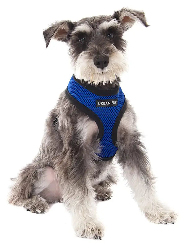 UrbanPup Royal Blue Soft Harness — Blauw - Hondentuigje